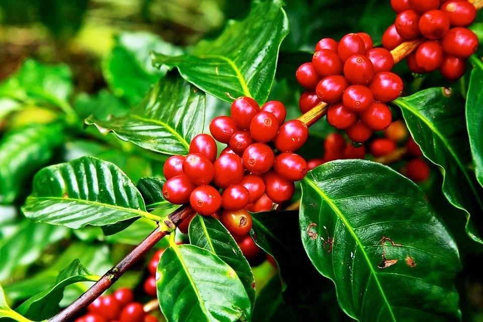 Seag: investimentos e entregas à agricultura capixaba marcam 2019 Seag: investimentos e entregas à agricultura capixaba marcam 2019