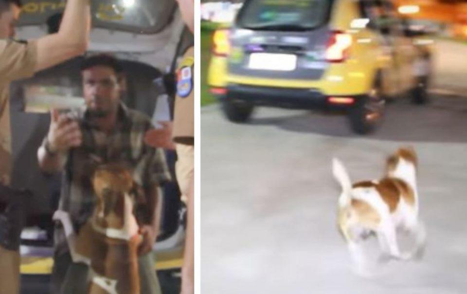 Cachorro se desespera ao ver dono ser preso e levado por viatura