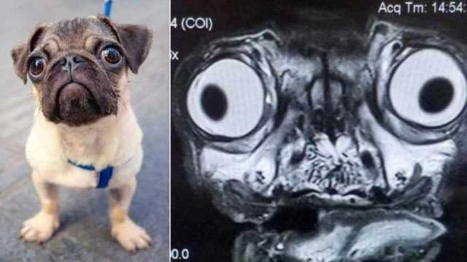Foto de ressonância magnética de pug viraliza nas redes sociais