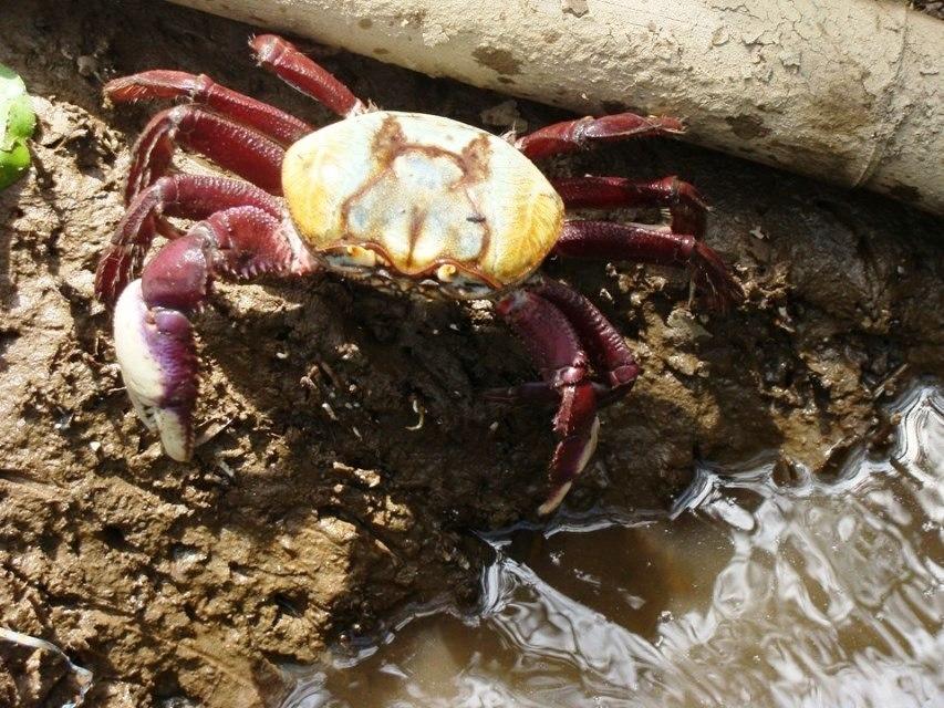 Defeso do caranguejo-uçá começa no próximo dia 10 de janeiro