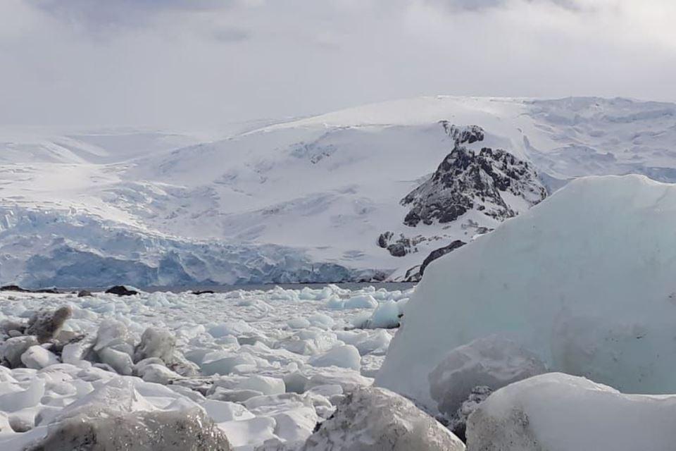 Península Antártica pode sofrer invasão de espécies, alerta pesquisa