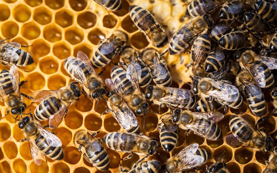 Confirmada ocorrência de Cria Pútrida Europeia em abelhas no Espírito Santo