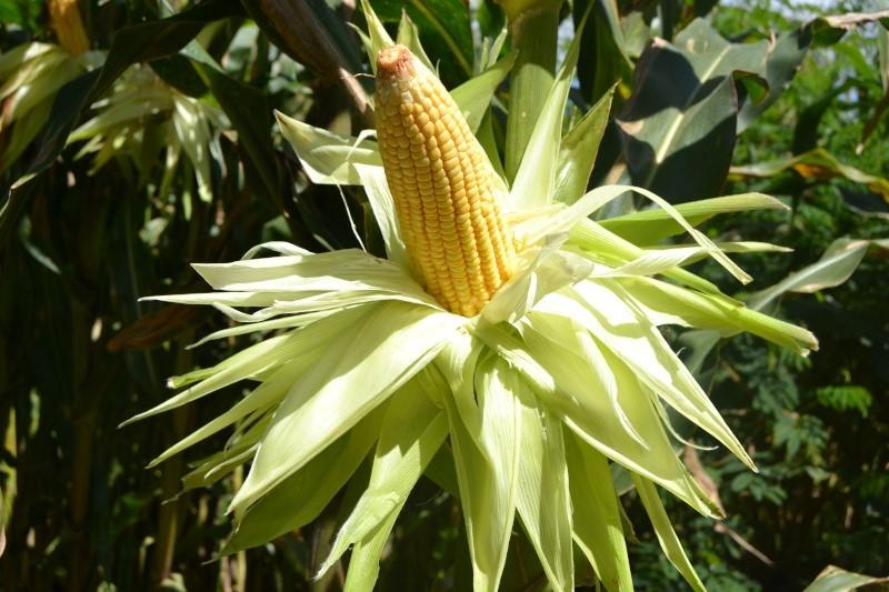 Produção de frutas e hortaliças recebe atenção especial no Espírito Santo