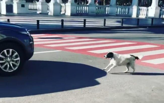 Cão bloqueia trânsito para que crianças possam atravessar a rua em segurança
