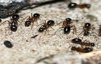 Formigas preferem ingerir xixi a açúcar – e isso faz bem ao planeta