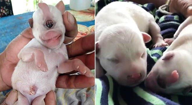 Cão nasce com apenas um olho e é chamado de ‘ciclope’ da vida real