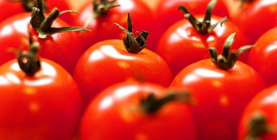 Tratamento alternativo em sementes de tomate cereja orgânico é tema de 