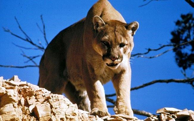 Homem luta com puma de 72 kg e salva criança
