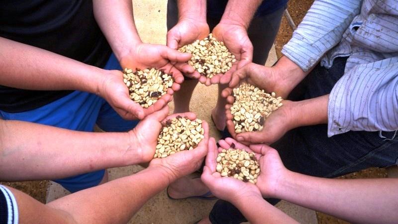 Cafeicultura capixaba contribui para possível supersafra nacional