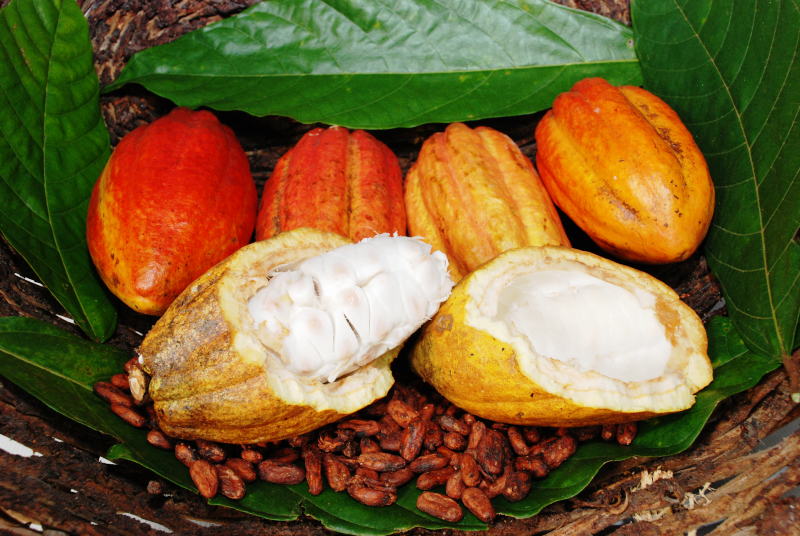 Qualidade e preço atraem produtores de cacau no Espírito Santo