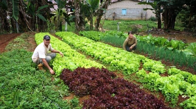 Atendimento remoto do Incaper preserva os agricultores capixabas