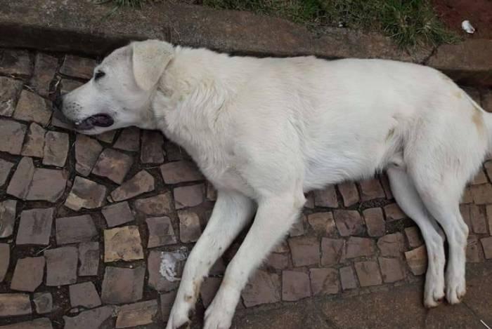Morador de rua entra em surto e mata cão por estrangulamento