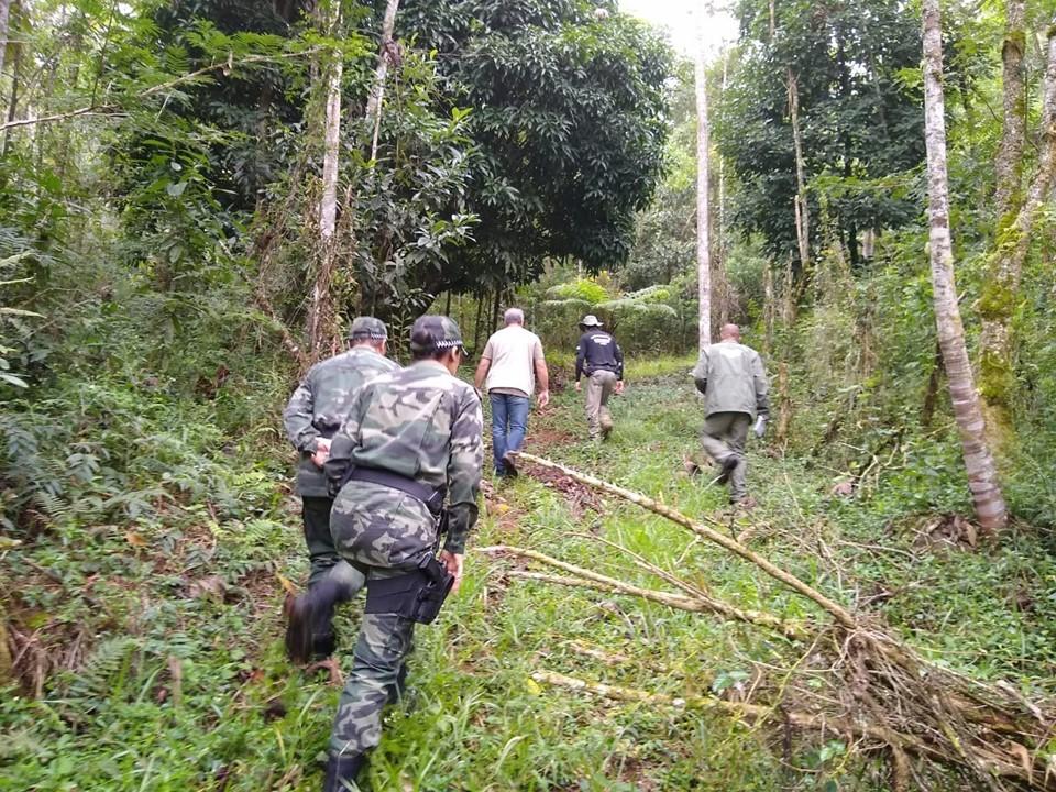 Idaf alerta sobre exigências para corte e comercialização do palmito