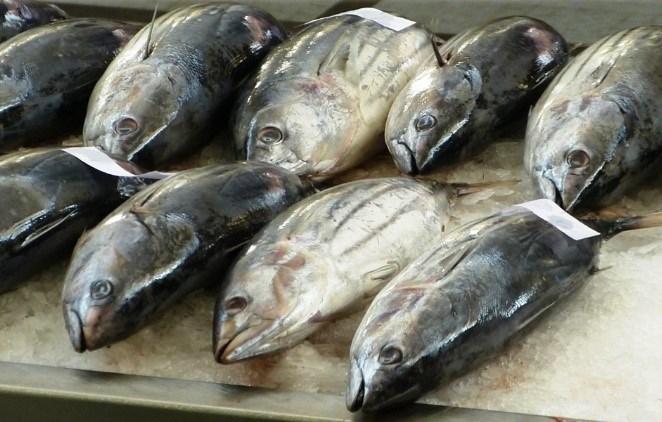 Consumo de Pescados na Semana Santa não representa risco à população