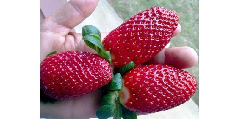 Incaper faz experiência com cultivo orgânico de morango em Montanha