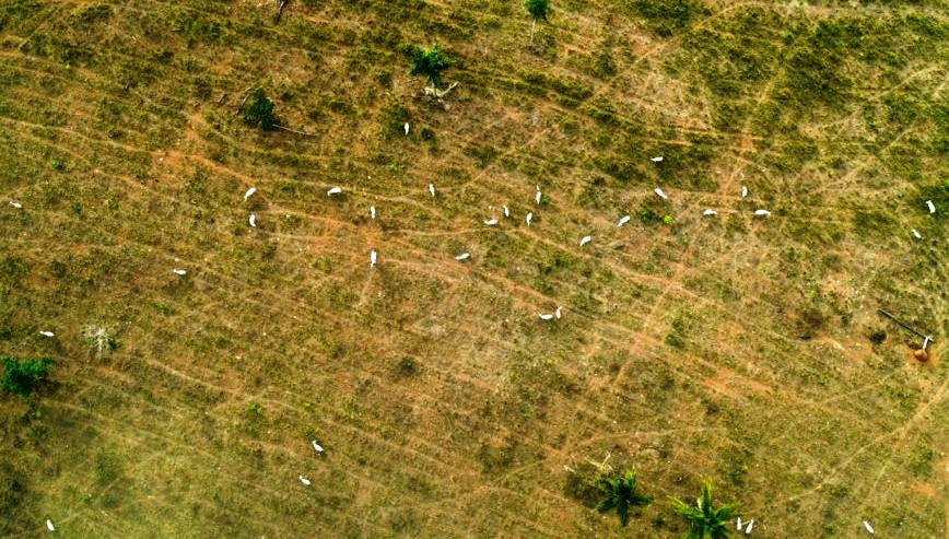 Começa operação das Forças Armadas para combater desmatamento na Amazônia