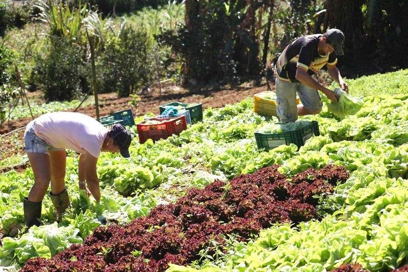 Programa para agricultura familiar é aprovado