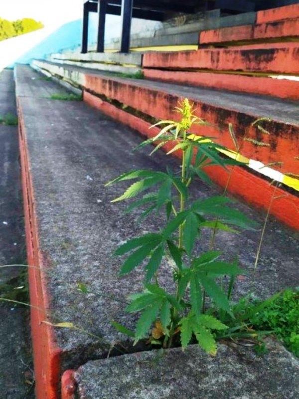 Pé de maconha nasce em arquibancada de estádio na Argentina