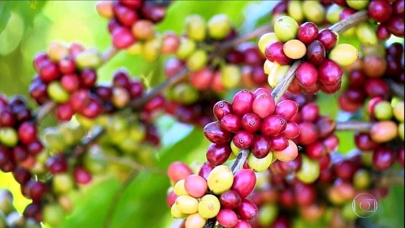 Produção de café conilon deve ter queda de 25% no Espírito Santo
