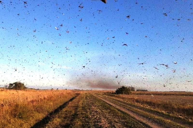 Frio deve dificultar entrada de gafanhotos no Brasil