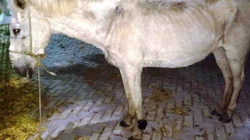 Cavalo é encontrado com tornozeleira eletrônica na pata