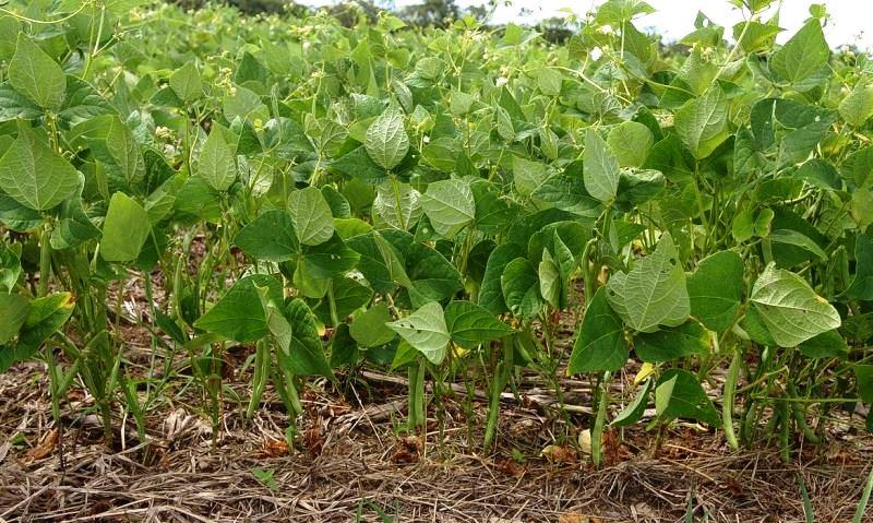 Estudo projeta redução de áreas de produção de arroz e feijão