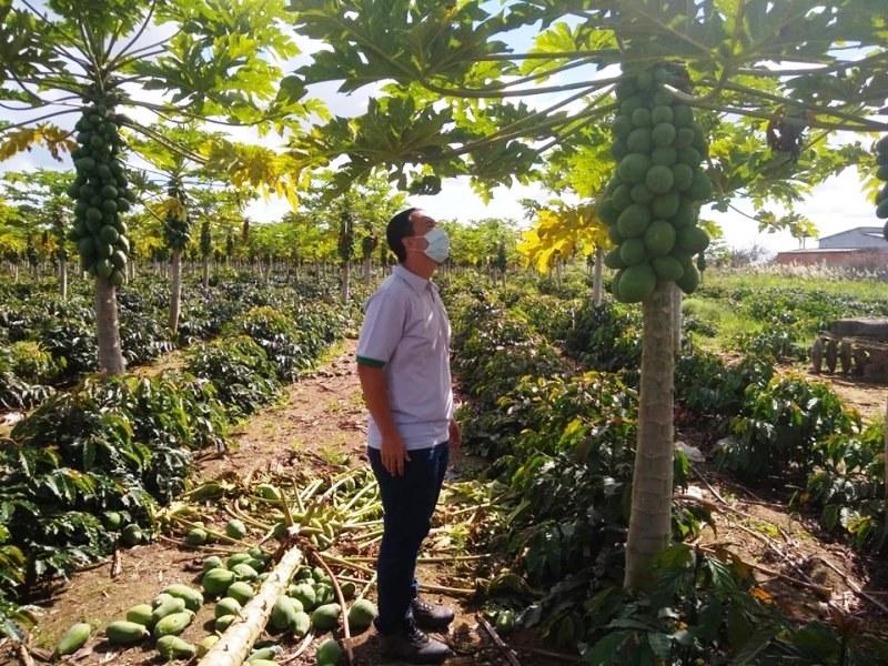 Idaf reforça ações de monitoramento e controle de viroses do mamão, no ES