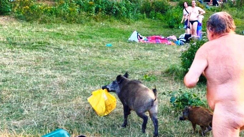 Homem nu persegue javali selvagem em parque