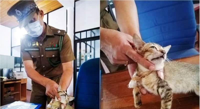 Gato escapa de cela após ser preso por contrabandear drogas