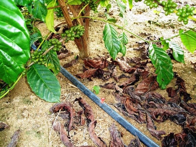Nitrato de amônio na agricultura: uso do fertilizante não oferece perigo