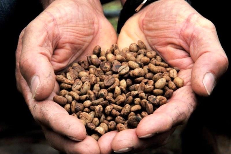 Cafeicultores do norte capixaba recebem sementes do conilon Conquista