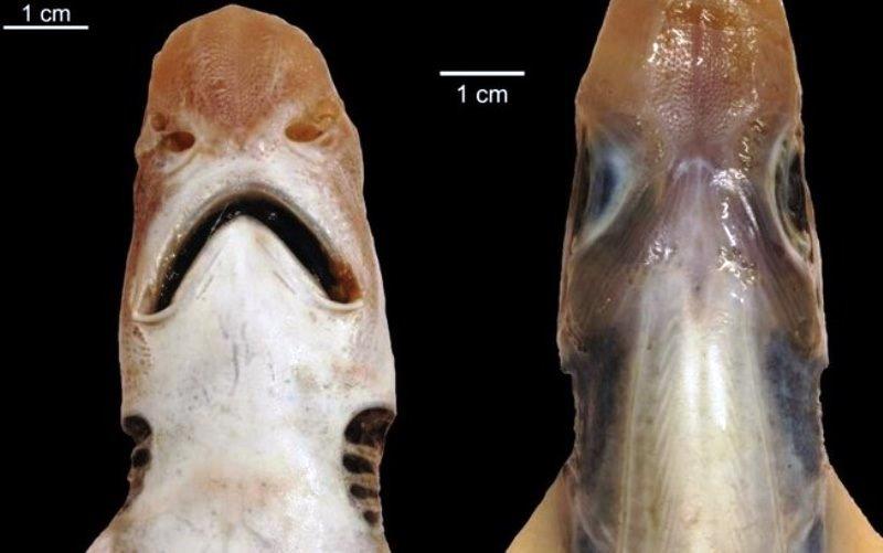 Tubarão sem pele é descoberto e intriga cientistas