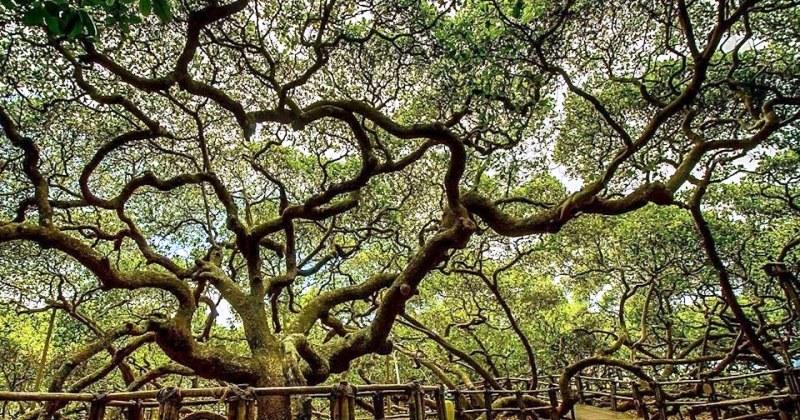 Maior cajueiro do mundo reabre para visitação com o selo Turismo+Protegido
