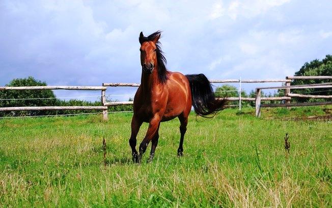 Carne de cavalo era vendida como bovina no Espírito Santo