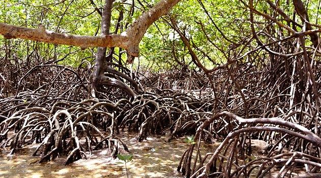 Justiça Federal do RJ suspende decisão do Conama que tirou proteção de manguezais e restingas