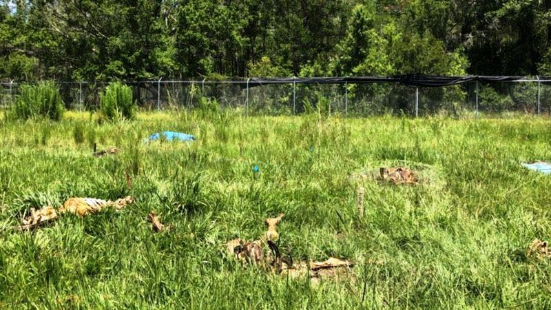 ‘Fazendas de cadáveres’ onde corpos se decompõem ao ar livre