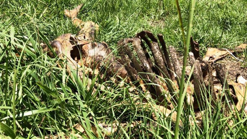 ‘Fazendas de cadáveres’ onde corpos se decompõem ao ar livre