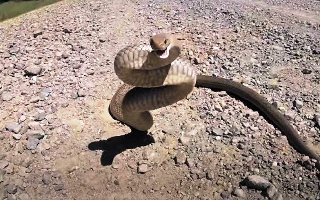 Cobra capaz de matar humanos em 15 minutos é vista em área de banhistas