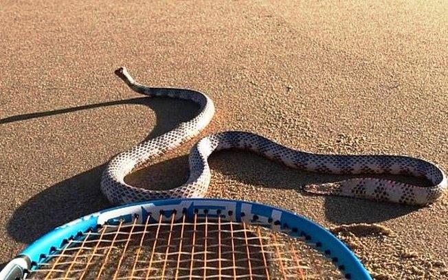 Homem encontra cobra sem cabeça tentando se defender