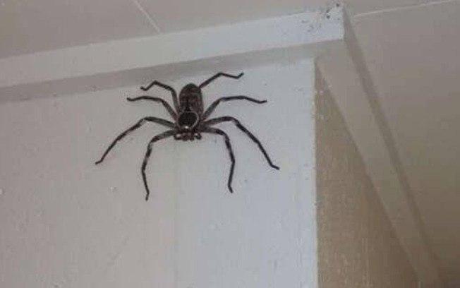 Aranha gigante cresce há um ano em casa da Austrália