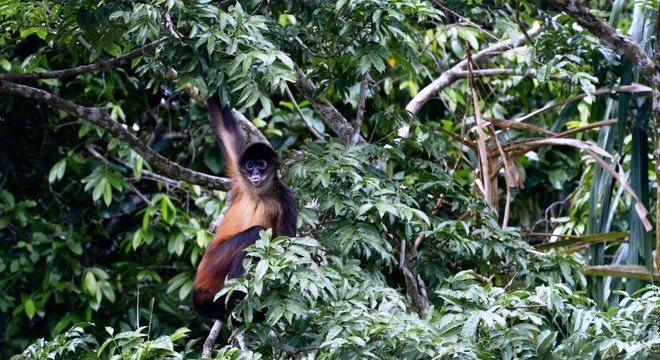 A 'cidade perdida' descoberta por pesquisadores de animais que se imaginava extintos