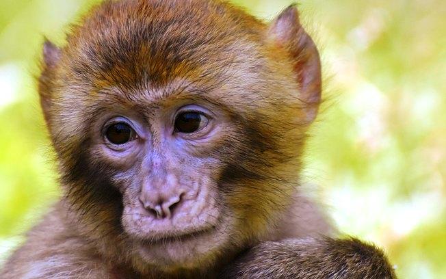 Nasa executou 27 macacos, diz jornal