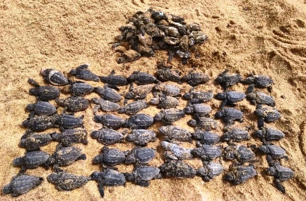 Filhotes de tartaruga são encontrados mortos depois de carro passar por cima de ninho, em Guriri, no ES