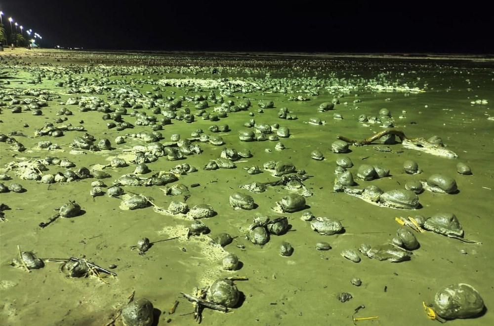 ‘Bolas misteriosas’ tomam praia no litoral de SP e intrigam moradores: 'Impressionante'