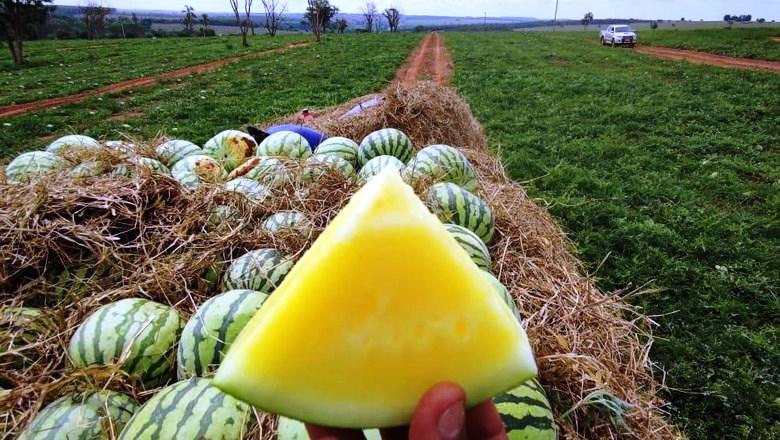 Melancia amarela mais doce e com menos sementes, cresce no mercado brasileiro