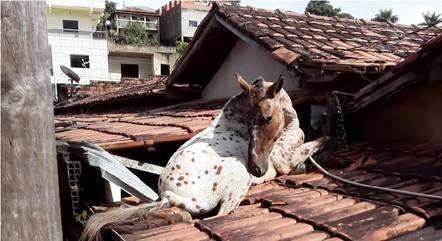 Cavalo sobe em telhado de prefeitura e causa estragos
