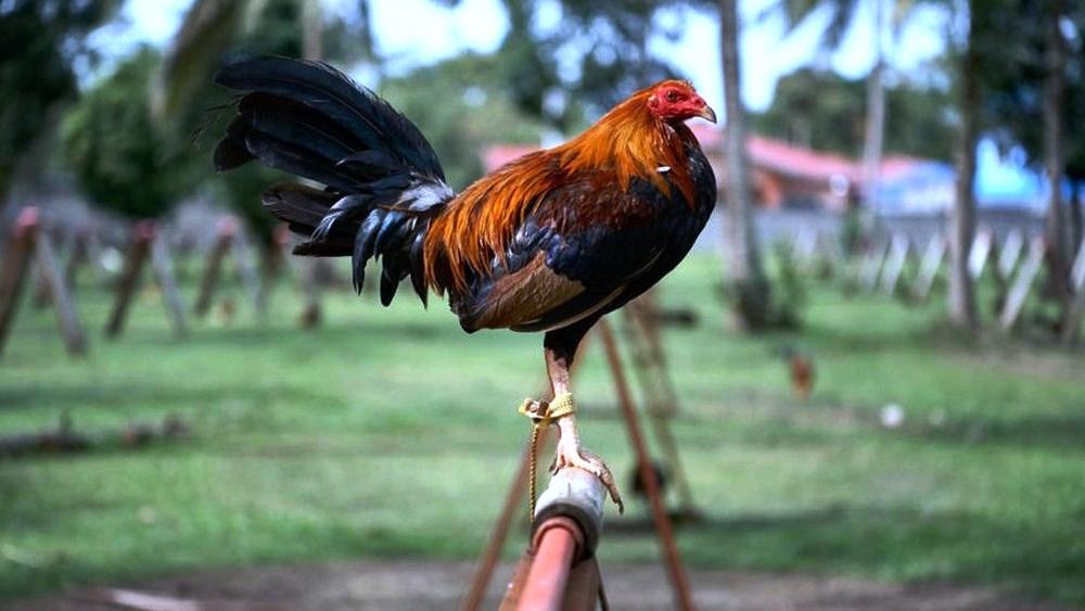 Galo que era explorado em rinha mata o próprio dono