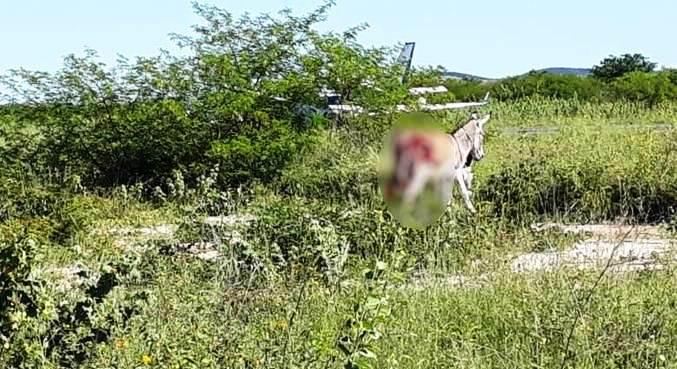 Avião com vacinas bate em jumento durante pouso em Ibotirama (BA)