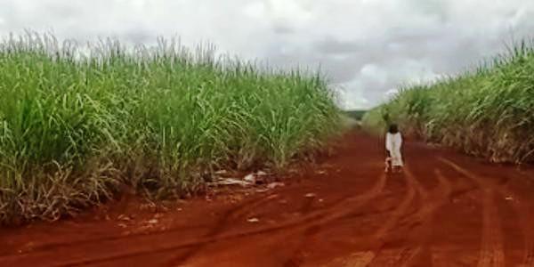 “Menina fantasma” vista em lavoura, causa medo em agricultores que atiram e nada acontece