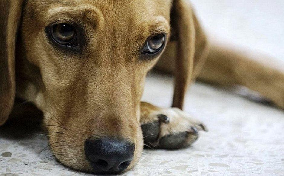 Homens são presos suspeitos de esquartejar cachorro e comer a carne do animal